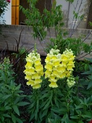 Yellow Snapdragon