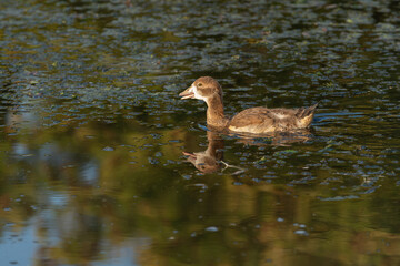 The Nile gosling (Alopochen aegyptiaca) swims alone and squeaks