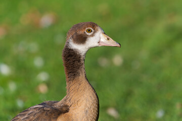 Portrait of a young Nile goose (Alopochen aegyptiaca) from the side against the background of a green meadow