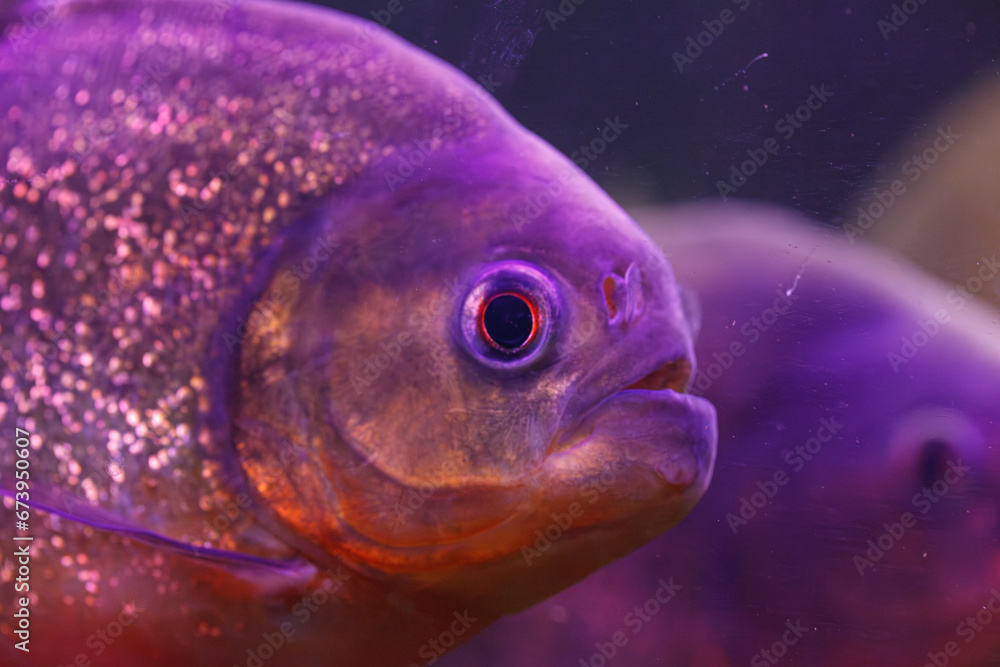 Wall mural underwater photography of fish pygocentrus nattereri