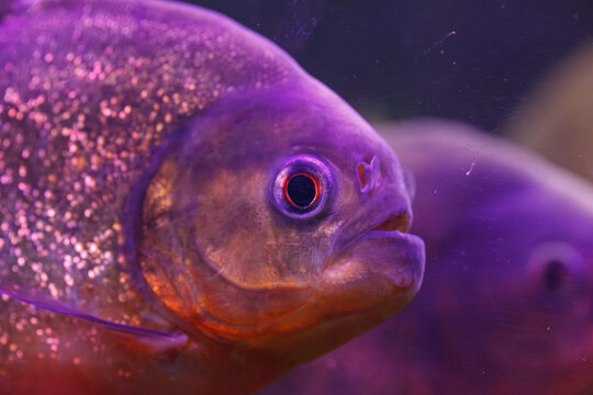 underwater photography of fish Pygocentrus nattereri
