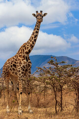 Giraffe in savanna in Serengeti national park in Tanzania. Wild nature of Tanzania, East Africa