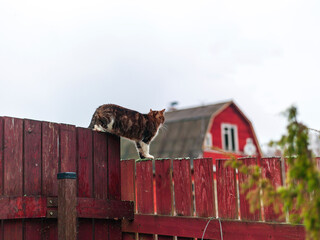 cat walking on the fence