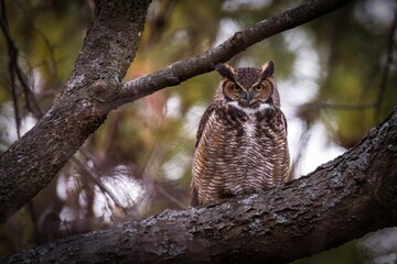 Majestic owl perched in a tree, gazing intently at the camera.