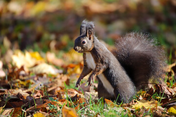 Naklejka na ściany i meble Sunny autumn in a park and a beautiful squirrel