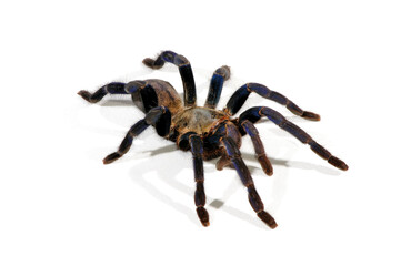 Cobalt blue tarantula // Blaue Thai-Vogelspinne (Cyriopagopus lividus, Haplopelma lividum) - Thailand