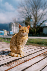 Ginger cat sits squinting on a wooden bench in the park