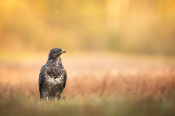landing Common buzzard Buteo buteo in the fields in winter snow, buzzards in natural habitat, hawk bird on the ground, predatory bird close up winter bird