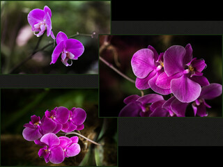 Collage de Orquídeas rosas para tarjetas de felicitación, día de la madre, San Valentin, Cumpleaños y para  fondo de pantalla