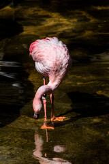 Joven flamenco rosado  comiendo en el estanque del Bioparc de Fuengirola en Málaga España