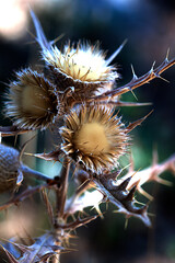 flor de cactus seco  de los campos y bosques mediterraneos con fondo borroso verde 