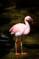 Joven flamenco rosado  de pie en el estanque del Bioparc de Fuengirola en Málaga España