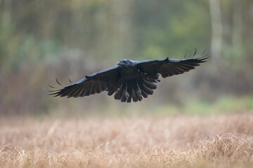 Bird beautiful raven Corvus corax North Poland Europe