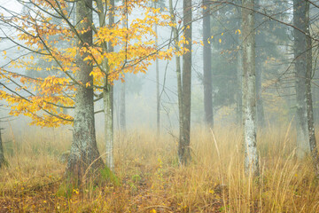 Autumn landscape misty foggy day in Knyszyn Primeval Forest, Poland Europa, early morning, sunrise in misty forest