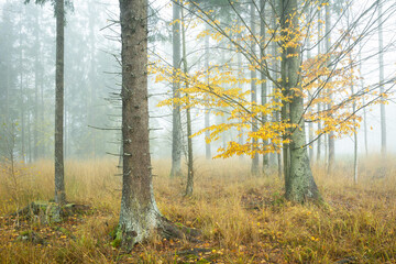 Fototapeta premium Autumn landscape misty foggy day in Knyszyn Primeval Forest, Poland Europa, early morning, sunrise in misty forest