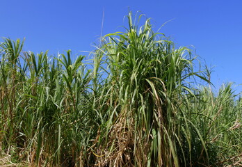 Field of sugarcanes in Reunion island. tropical sugar cane plantation in  blue sky background in la Réunion. saccharum officinarum cultivation. Tropical agriculture theme