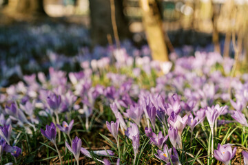 Sunny glade in the forest with blooming crocuses