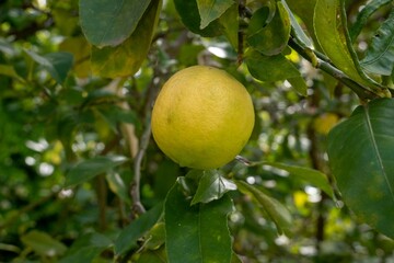 limón en el limonero del jardín