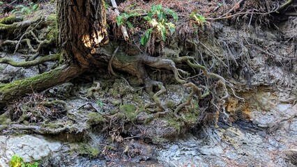 tree roots