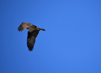 Wings Folded and Flapping in Flight in Blue Skies