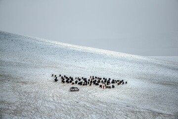 Herd of yaks standing in the snow-covered landscape in the Ali region of Tibet