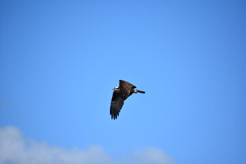 Amazing Osprey Bird with Wings Extended in Flight