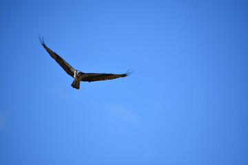 Soaring Osprey with Wings Extended in Flight