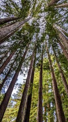 Fototapeta premium trees in the forest