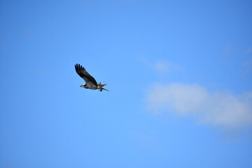 Osprey with Ruffled Feathers in Blue Skies
