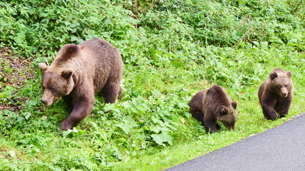 brown bear with two young close to the road
