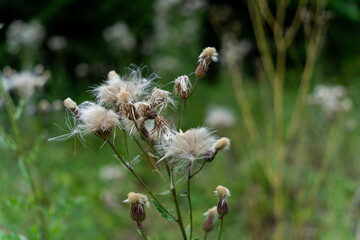 Verblühte Baumwollpflanze im Sommer 