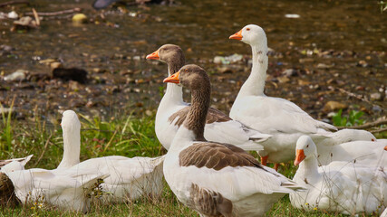 portrait of geese close to the bank of a stream
