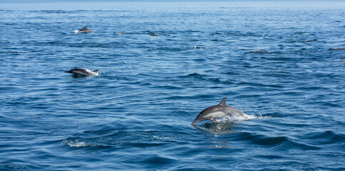 Fototapeta premium Dolphins Porpoising