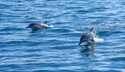 Dolphins Porpoising