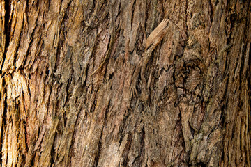 bark of tree