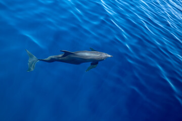 Dolphins Under the Water