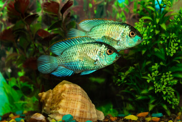Fish in an aquarium among algae, shells, stones. Aquarium fish