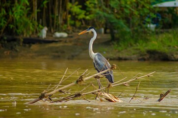 Cocoi heron in the water standing near broken tree branches.