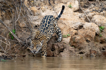 jaguar in pantanal jungle, Wildlife