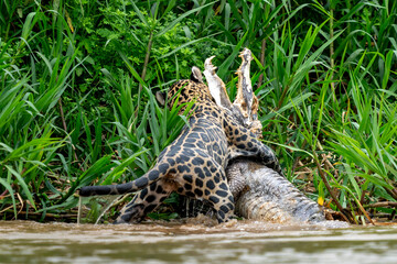 jaguar and dead cayman in Pantanal jungle - obrazy, fototapety, plakaty