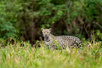 jaguar in pantanal jungle, Wildlife