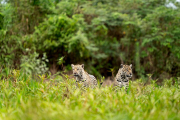 jaguar in pantanal jungle, Wildlife