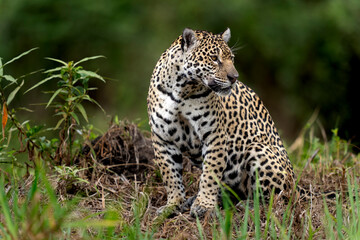 jaguar in pantanal jungle, Wildlife