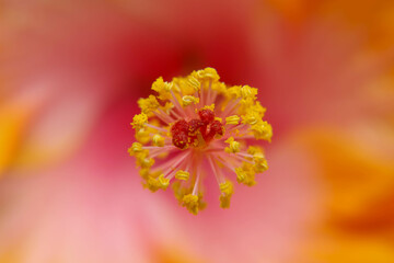 red and yellow flower