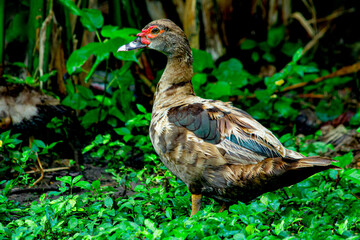 duck in the grass
