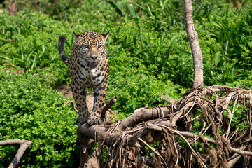 jaguar in pantanal jungle, Wildlife