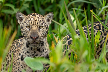 jaguar in pantanal jungle, Wildlife