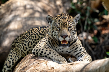 jaguar in pantanal jungle, Wildlife