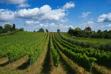 Fototapeta na wymiar Rural landscape in Tuscany near Pitigliano