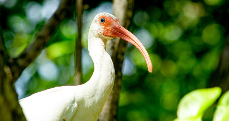 white ibis bird